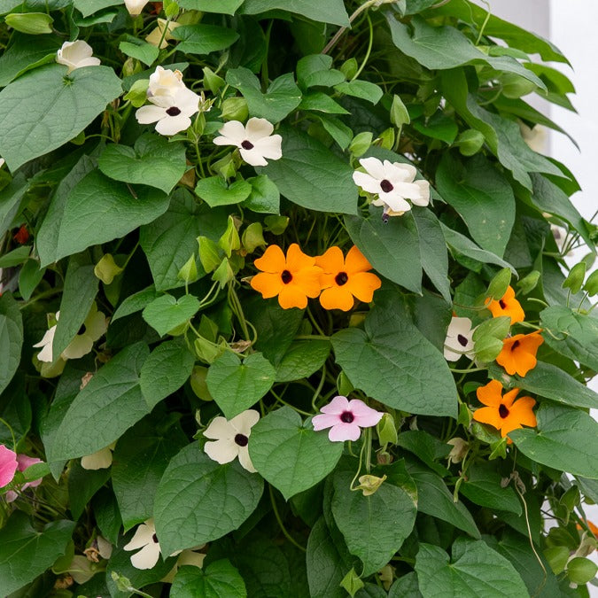 3 Suzannes aux yeux noirs en mélange - Thunbergia alata sunny susy® - Willemse