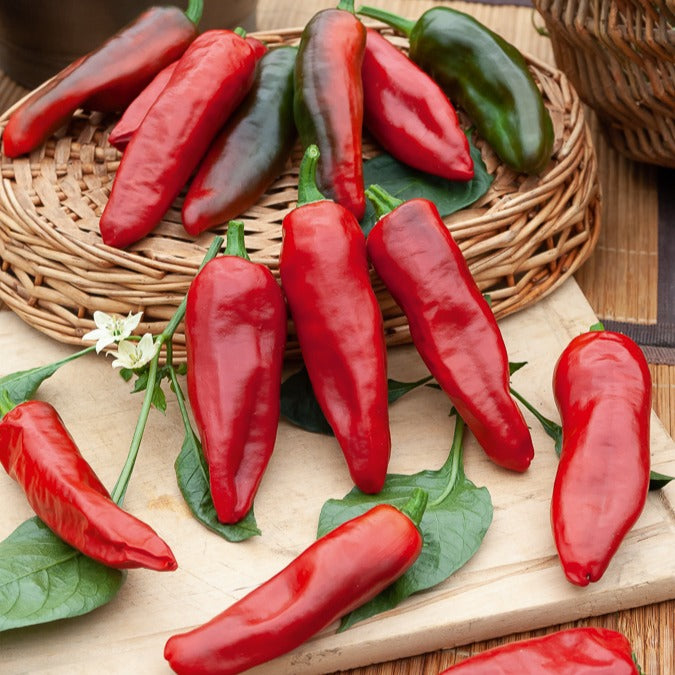 Piment d'Espelette - Gorria - Capsicum annuum gorria - Willemse