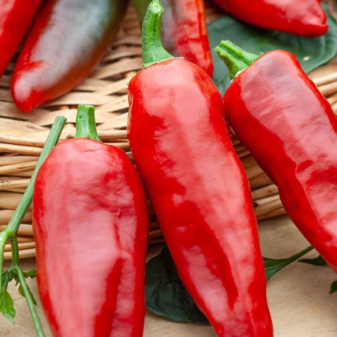 Piment d'Espelette - Gorria - Capsicum annuum gorria - Willemse