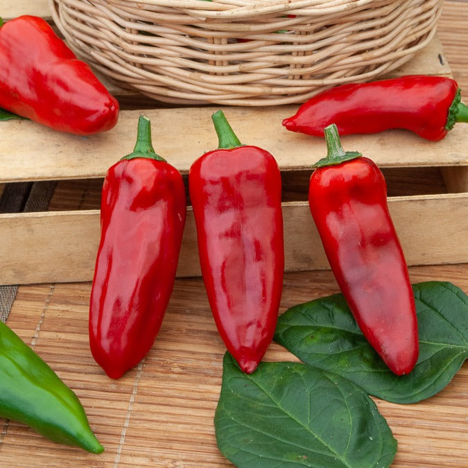 Poivron 'Piquillo ' - Willemse