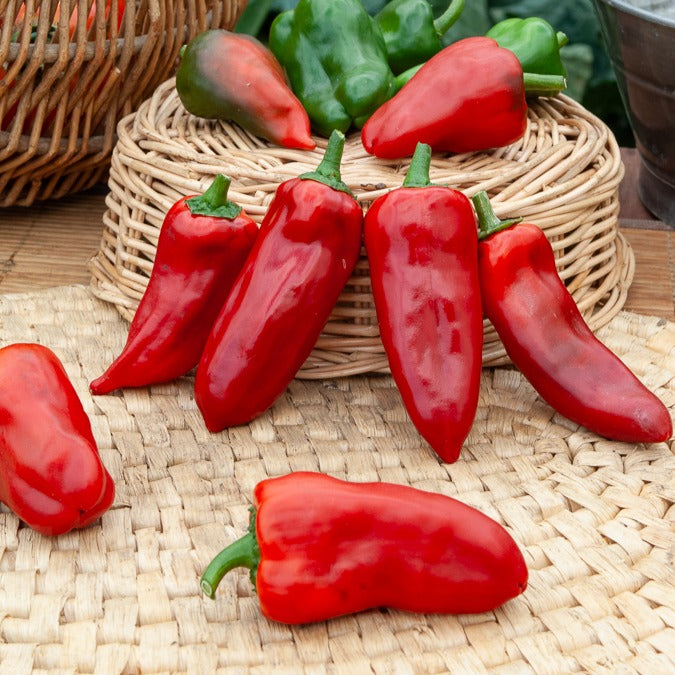 Poivron 'Piquillo ' - Capsicum annuum 'piquillo' - Willemse