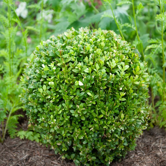 Buis boule - Buxus sempervirens - Willemse