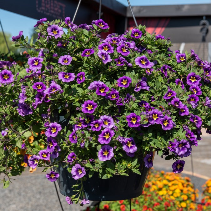 3 Mini-pétunias Bumble Bee - Calibrachoa Cabaret® Bumble Bee - Willemse