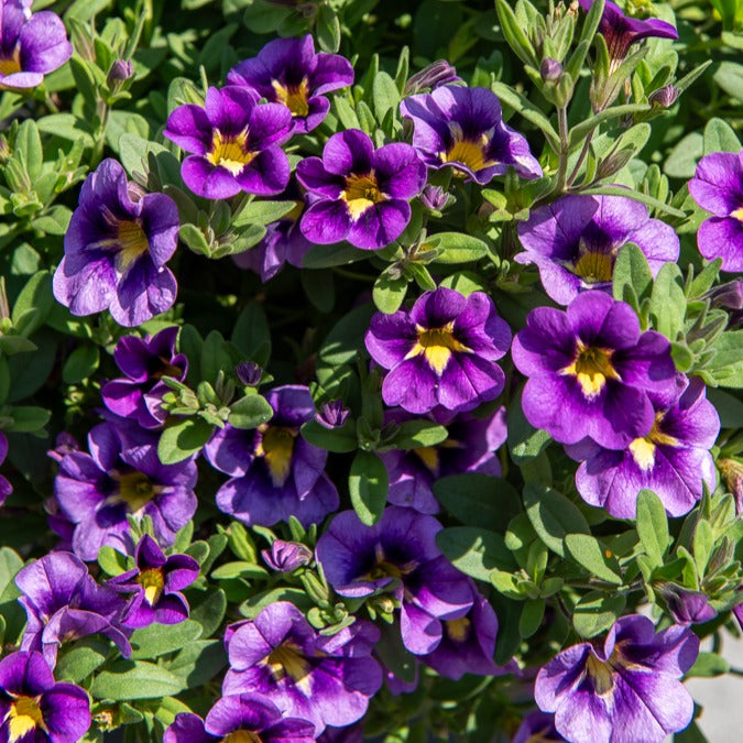 Calibrachoa Cabaret® Bumble Bee - 3 Mini-pétunias Bumble Bee - Pétunias