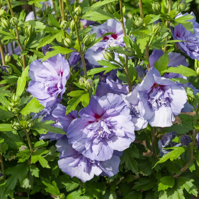 Hibiscus Blue Chiffon - Hibiscus Syriacus Blue Chiffon - Willemse