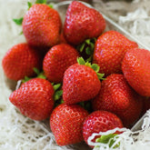 Fraisier remontant Charlotte - Willemse