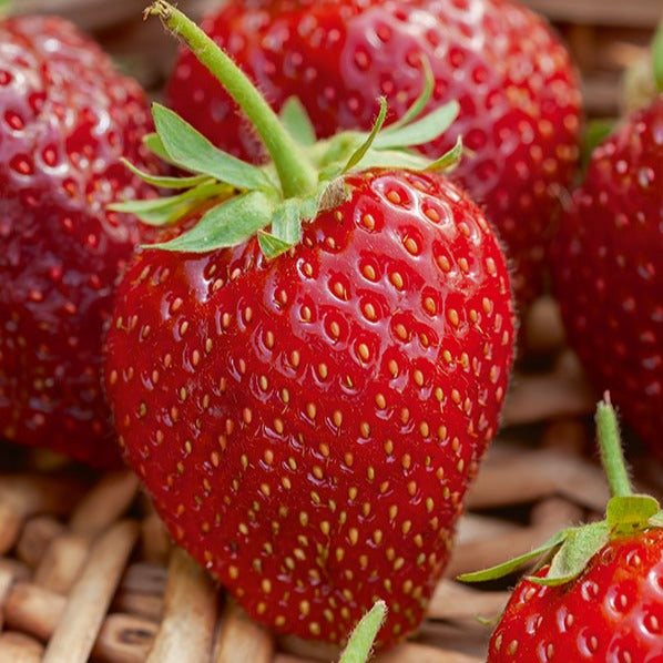 Fraisier remontant Cirafine - Fragaria x ananassa Cirafine - Willemse