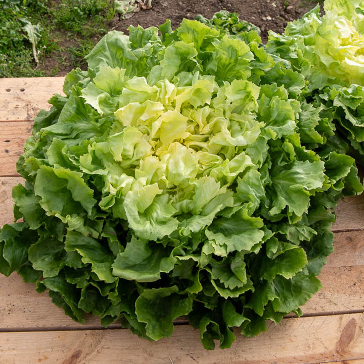 Chicorée scarole Grosse bouclée - Cichorum endivia latifolium grosse bouclée - Willemse