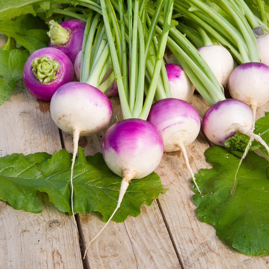 Brassica rapa de nancy - Navet De Nancy - Navets