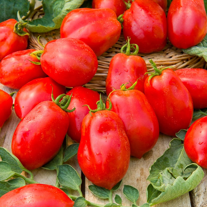 Tomate Roma VF - Solanum lycopersicum Roma VF - Willemse
