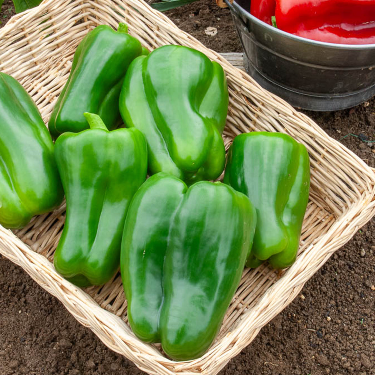 Poivron vert Lamuyo F1 - Capsicum annuum lamuyo f1 - Willemse