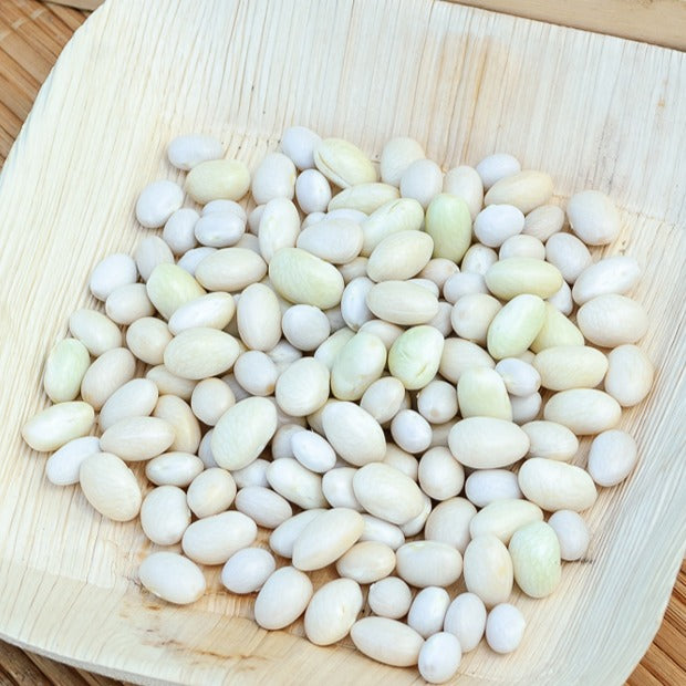Haricot Coco nain blanc précoce - Phaseolus vulgaris coco blanc précoce - Willemse