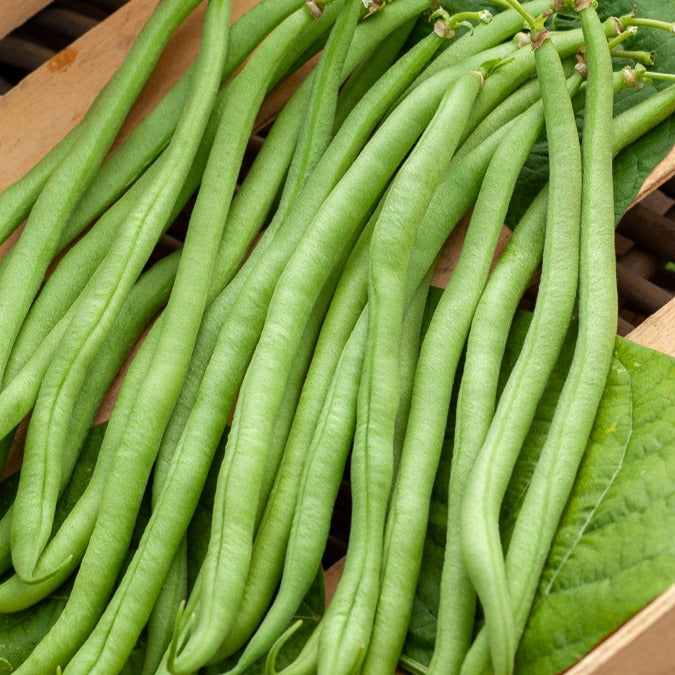 Haricot nain extra fin Novirex - Phaseolus vulgaris Novirex - Willemse