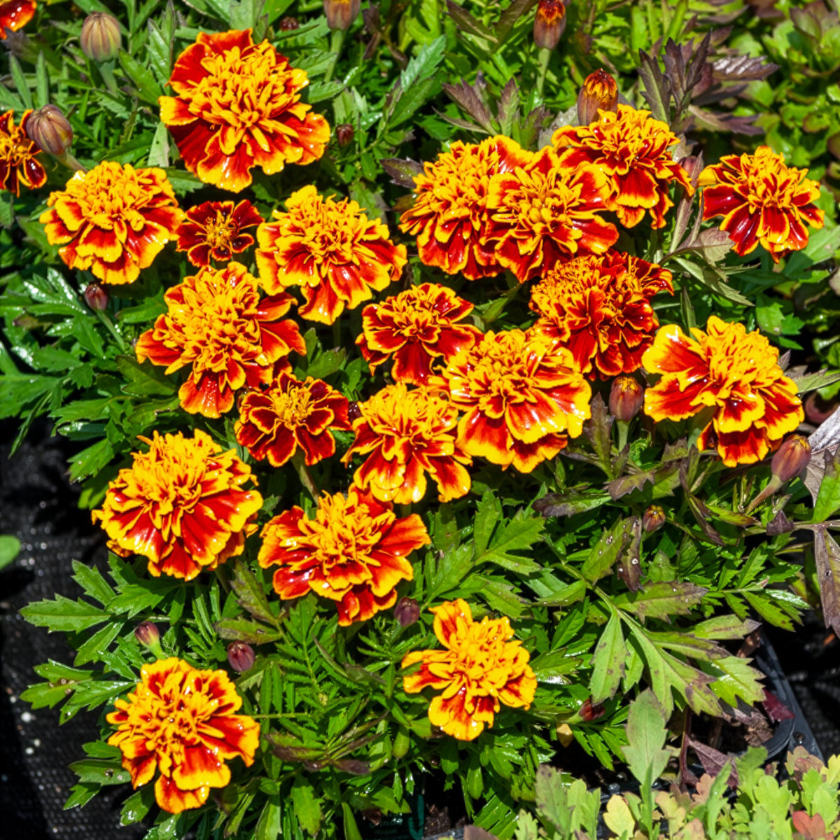 Oeillet d'Inde Honeycomb
