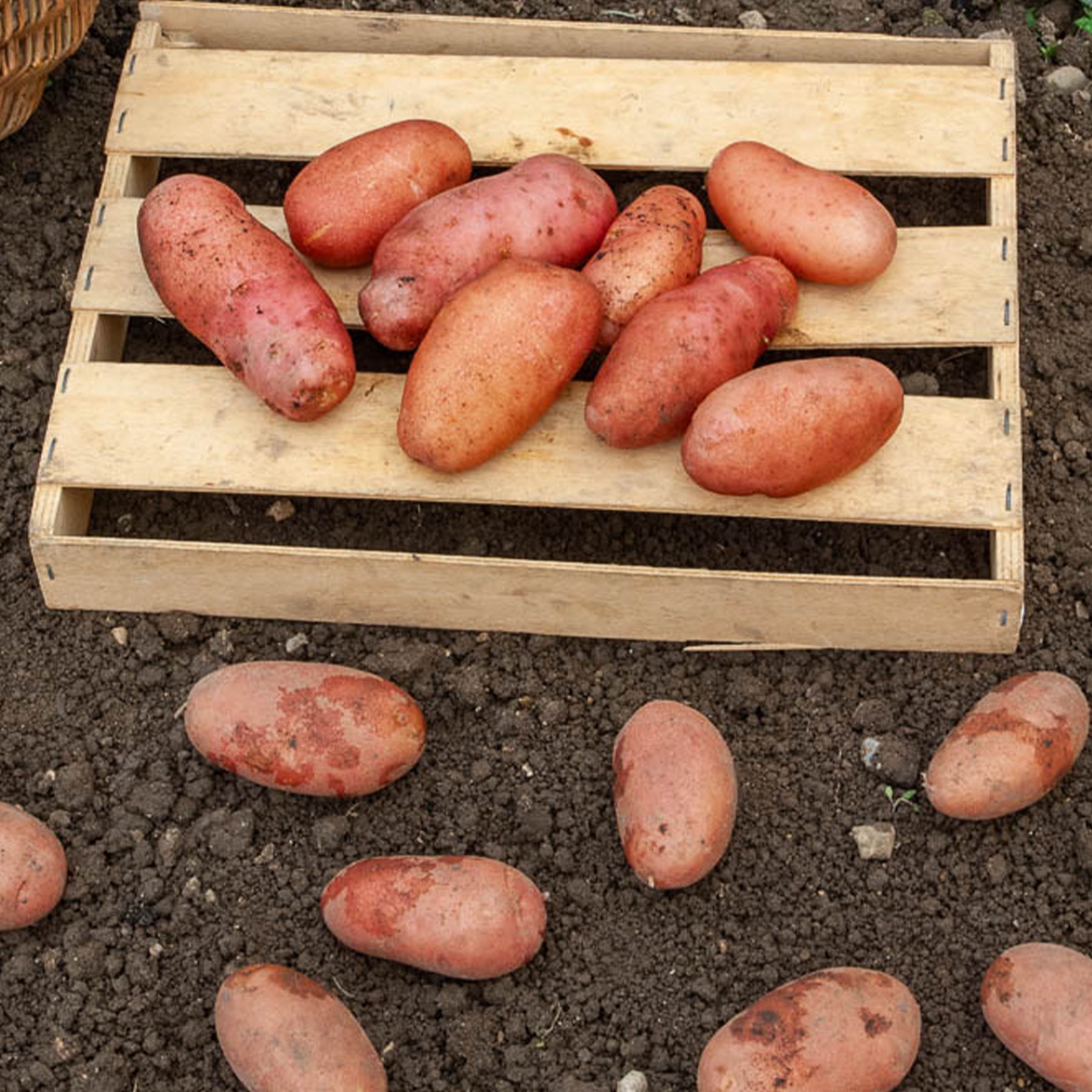 Pomme de terre Rose de France - Cirielle - Willemse