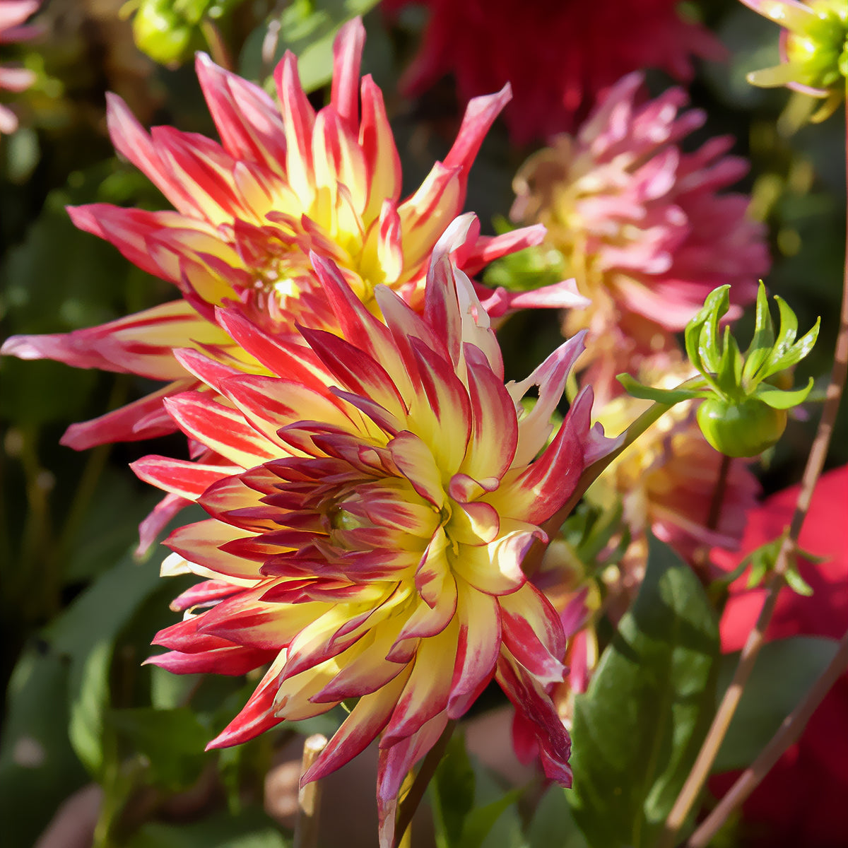 3 Dahlias cactus Oiseau de Feu - Dahlia cactus oiseau de feu - Willemse