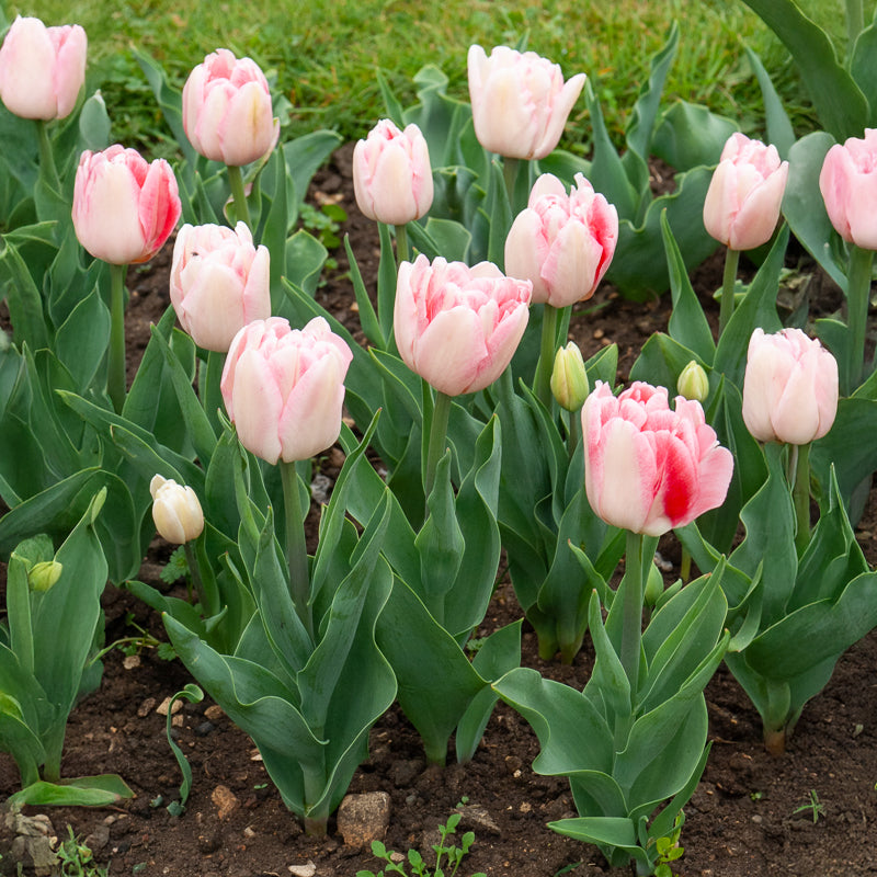 Tulipe - 10 Tulipes à fleur de pivoine Angélique - Tulipa angélique