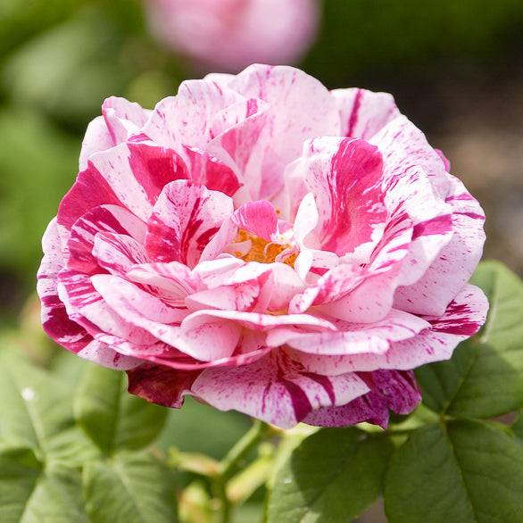 Rosa Ferdinand Pichard - Rosier botanique Ferdinand Pichard - Rosiers botaniques