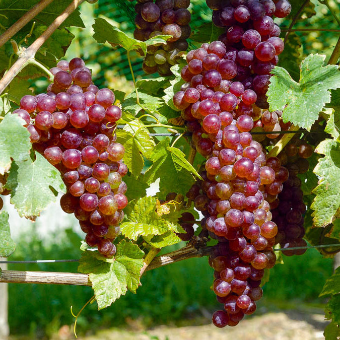 Vigne Chasselas rose - Willemse