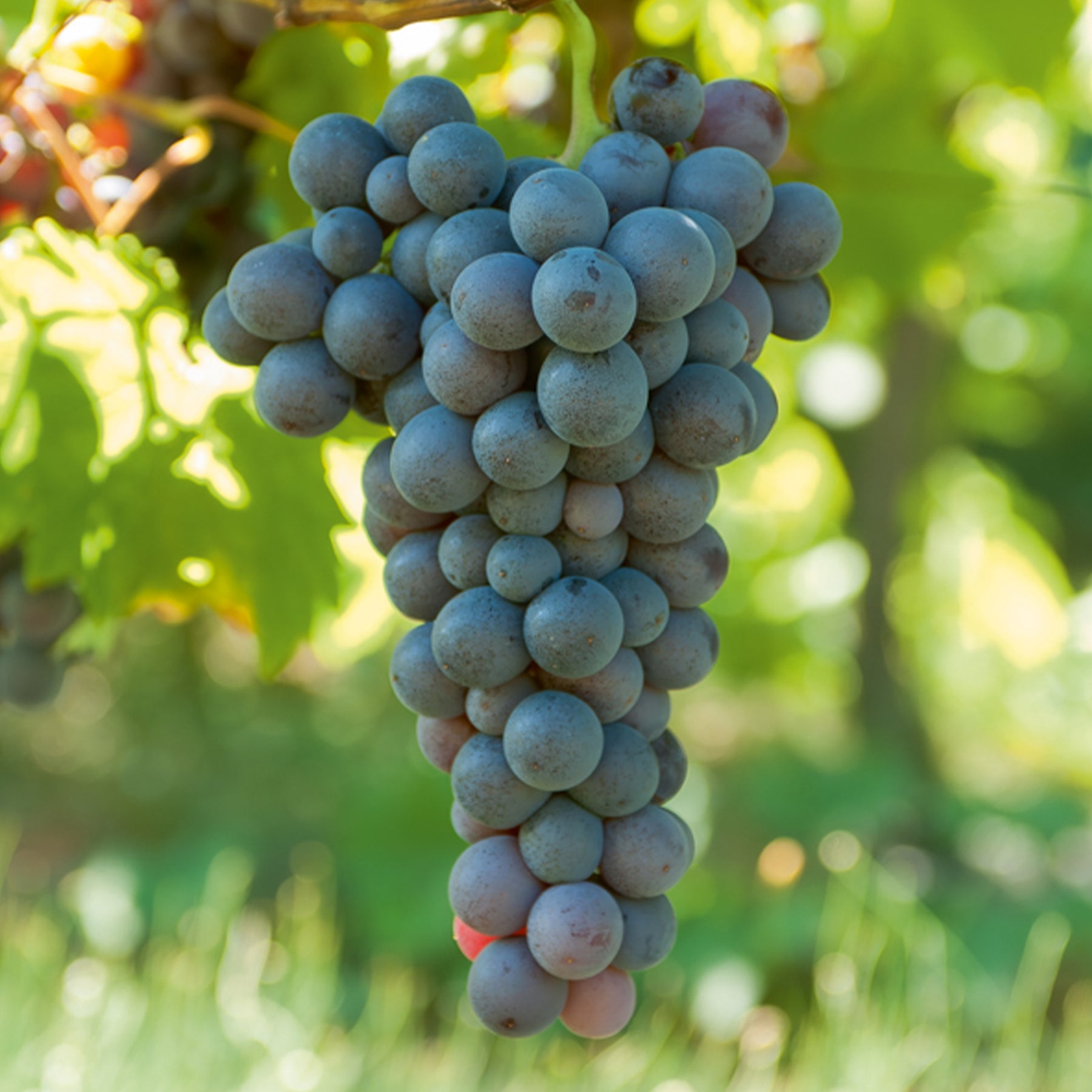 Vitis vinifera muscat de hambourg - Vigne Muscat de Hambourg - Vigne