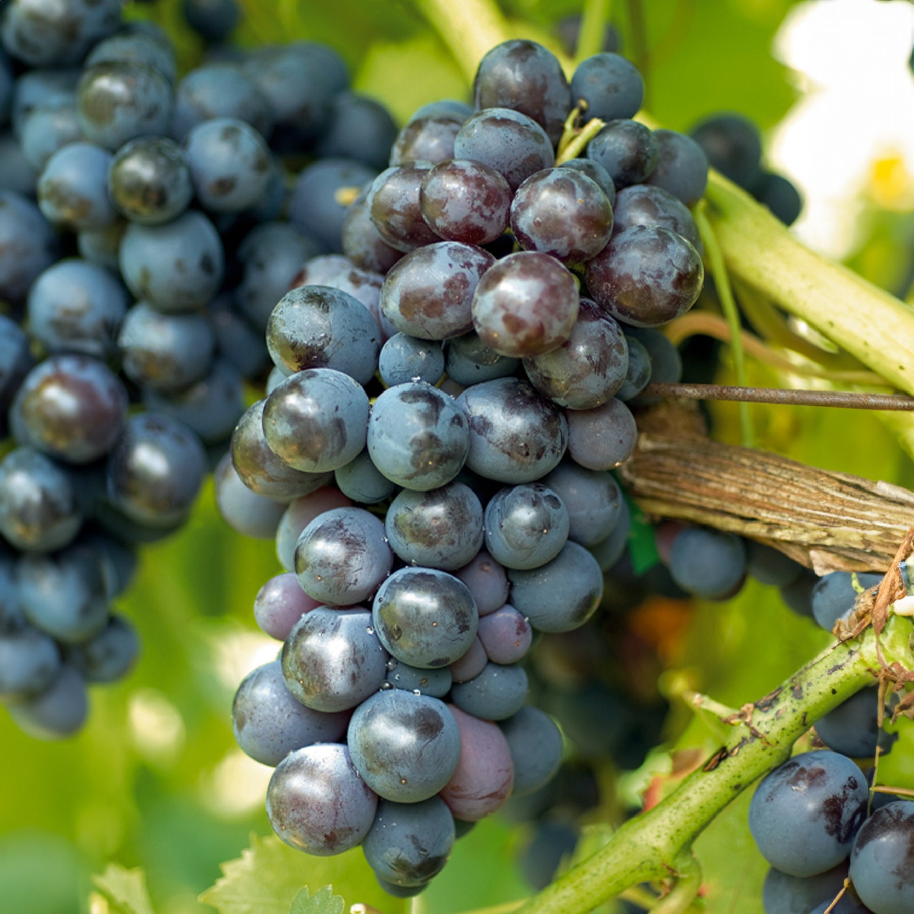 Vigne - Vigne Muscat de Hambourg - Vitis vinifera muscat de hambourg