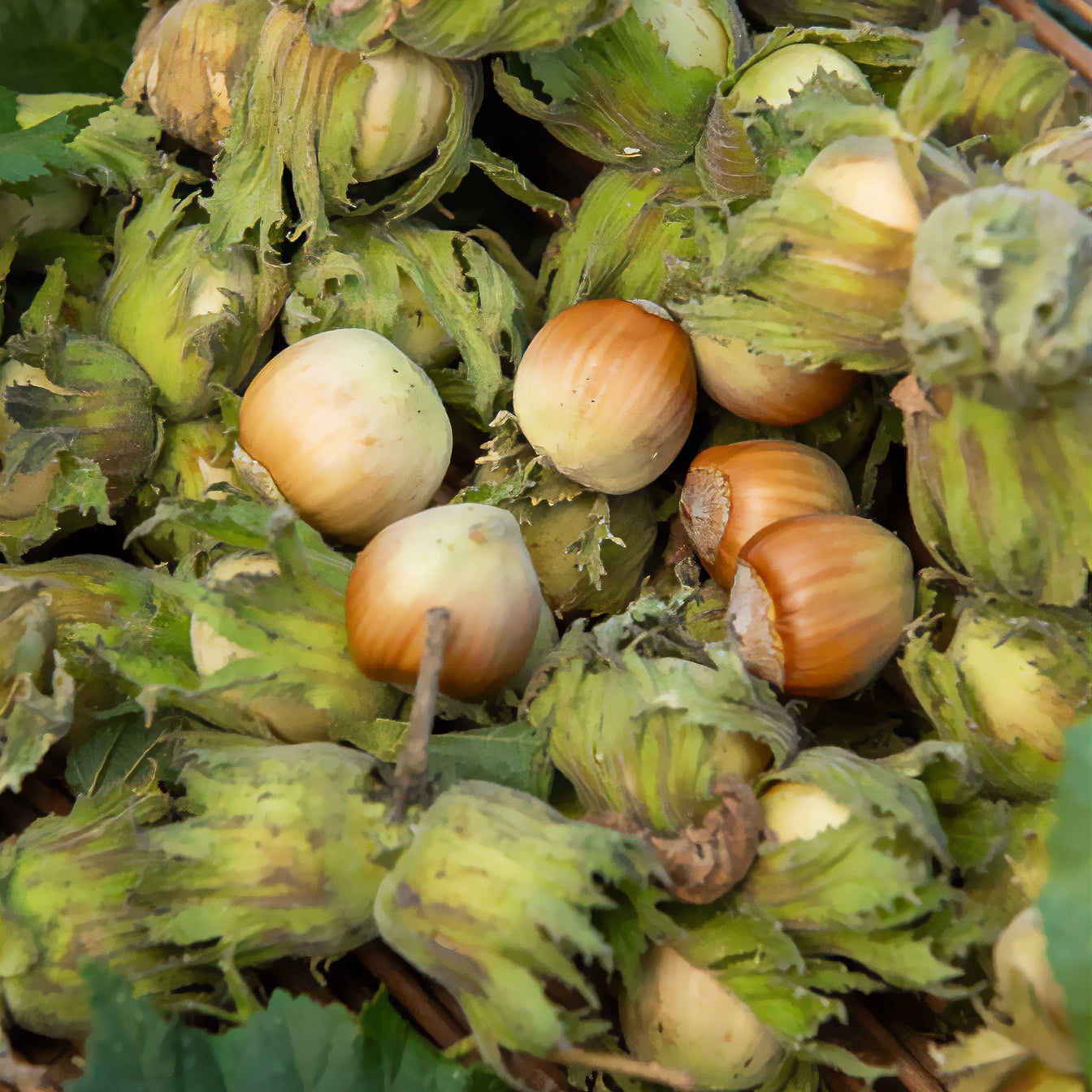 Noisetier vert - Corylus avellana - Willemse