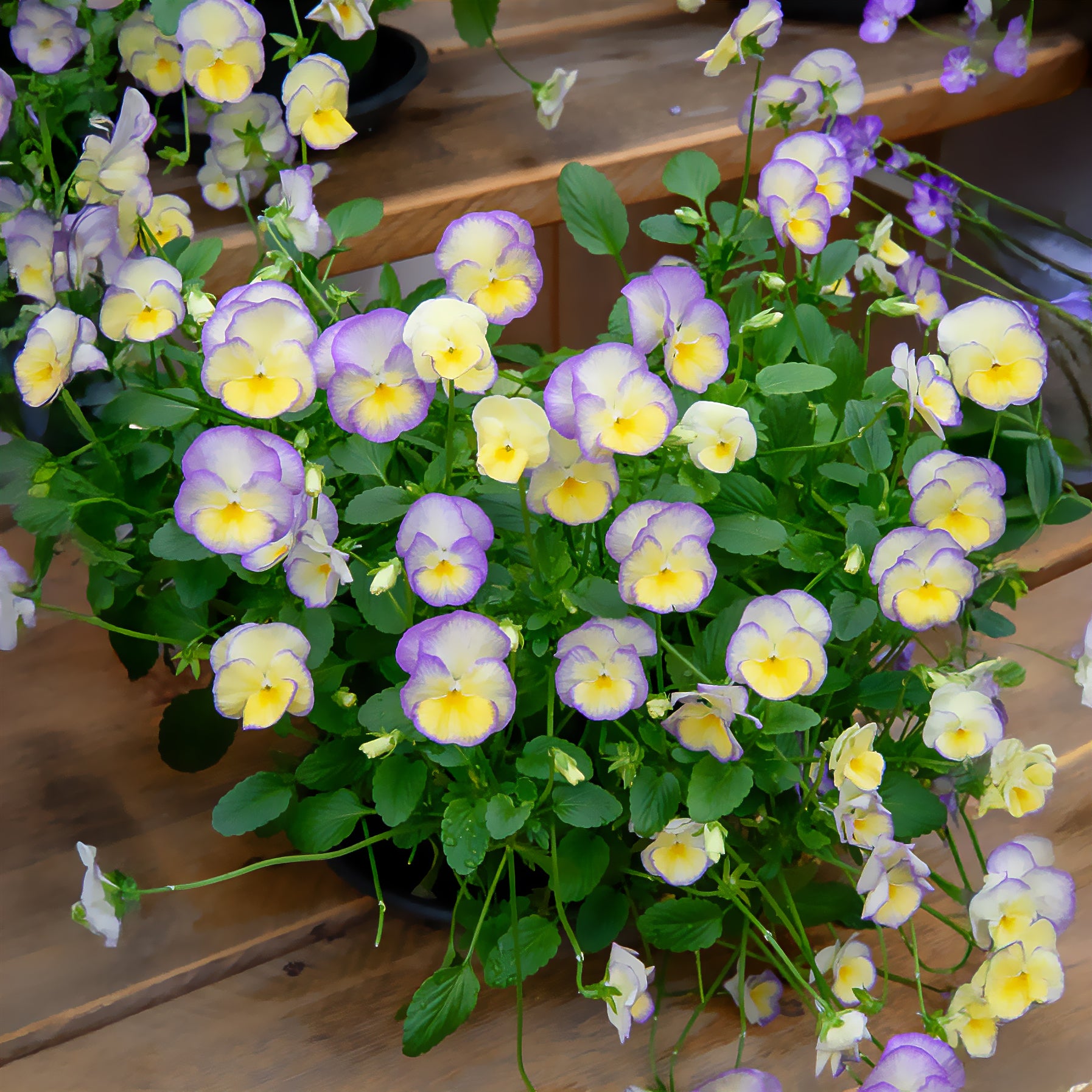 3 Violettes cornue Etain - Pensée - Viola cornuta etain - Willemse