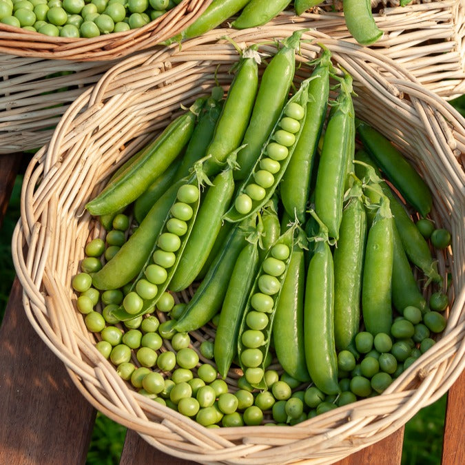 Pois rond à rames Le Généreux - Pisum sativum le généreux - Willemse
