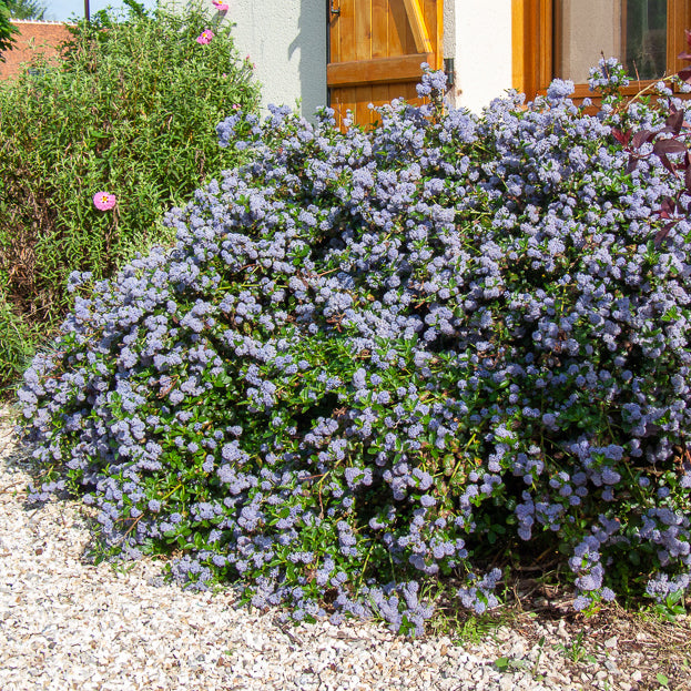 Céanothe repens - Ceanothus thyrsiflorus repens - Willemse