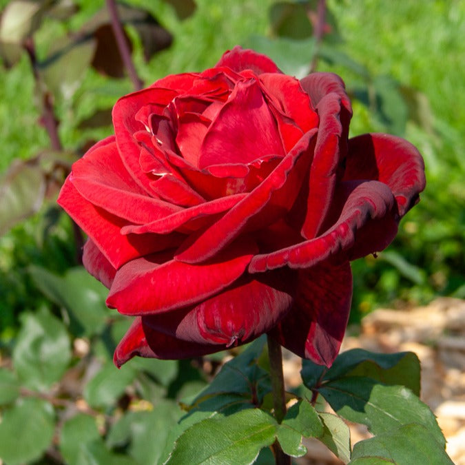 Rosa mr lincoln - Rosier buisson Mr Lincoln - Rosiers buisson