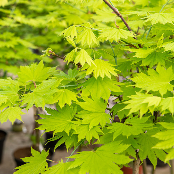 Erable du Japon - Erable du Japon doré - Acer shirasawanum aureum