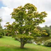 Erable du Japon doré - Willemse