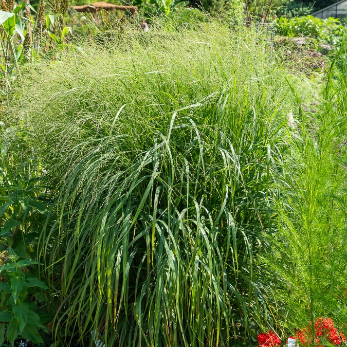 3 Panics bleus - Panicum virgatum heavy metal - Willemse