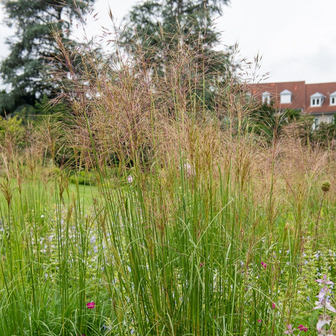 3 Panics bleus - Willemse