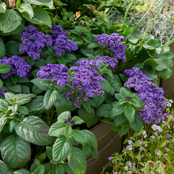 Balcon et terrasse - 3 Héliotropes du Pérou - Heliotropium peruvianum