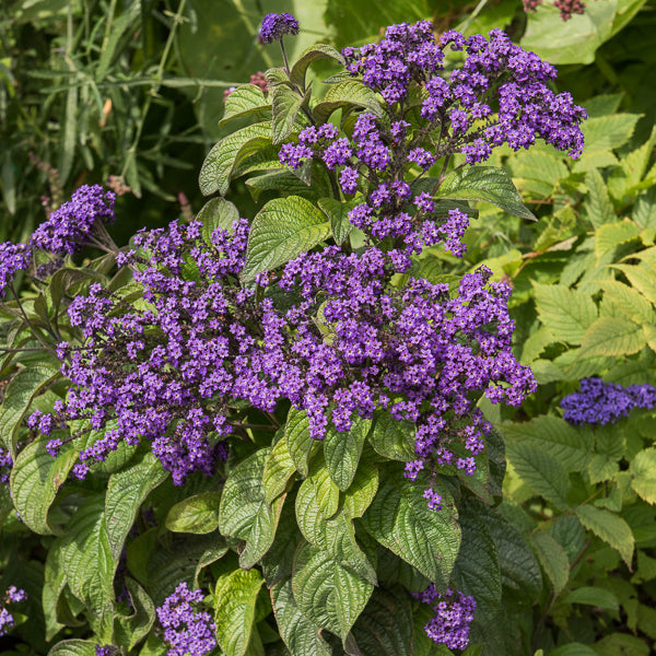 Heliotropium peruvianum - 3 Héliotropes du Pérou - Balcon et terrasse