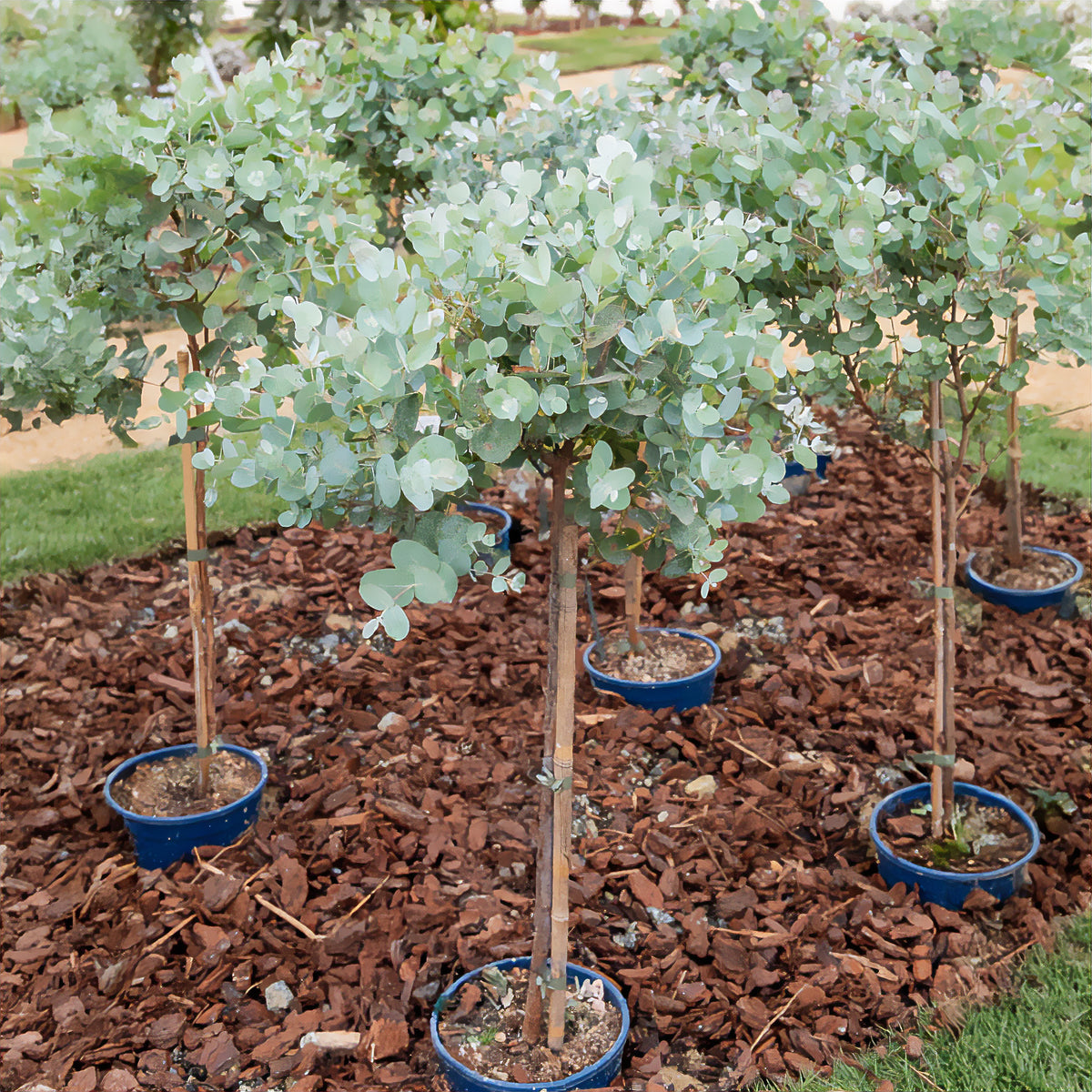 Eucalyptus sur tige - Willemse