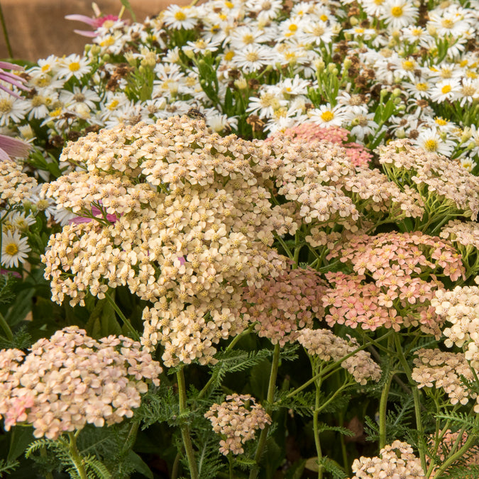 Achillée - Achillée millefeuille Lachsschönheit - Achillea millefolium Lachsschönheit