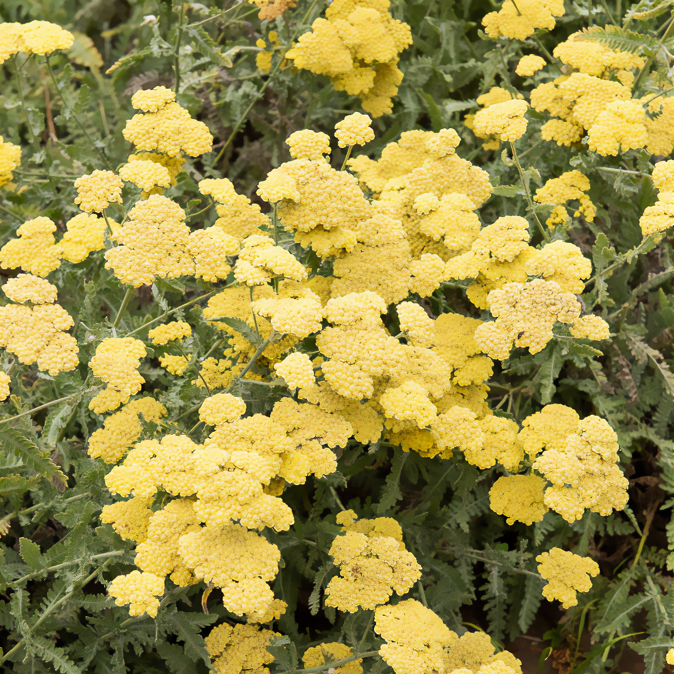 Achillée - Achillée millefeuille Little Moonshine - Achillea moonshine