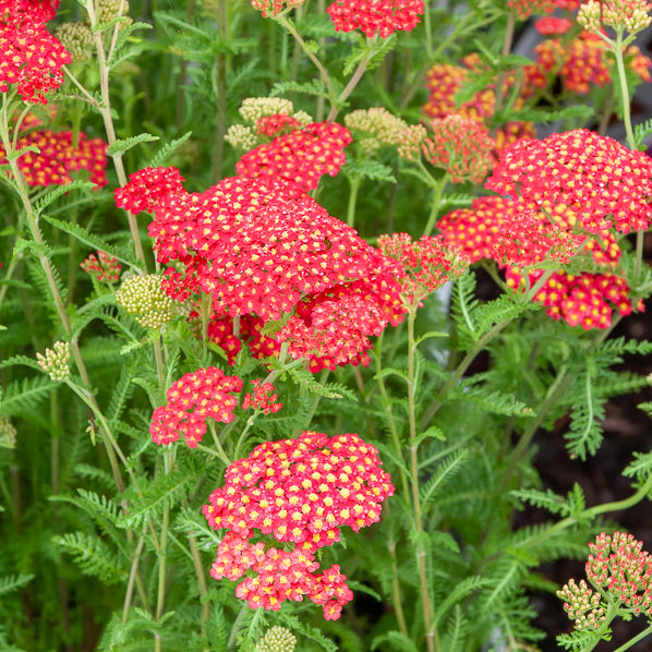 Achillée millefeuille Paprika - Achillea millefolium Paprika - Willemse