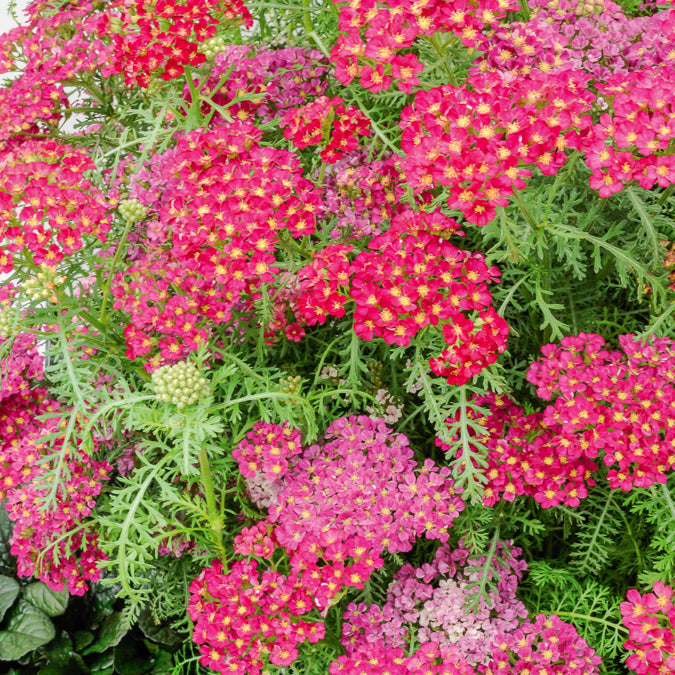 Achillea millefolium Pomegranate - Achillée millefeuille Pomegranate - Achillée