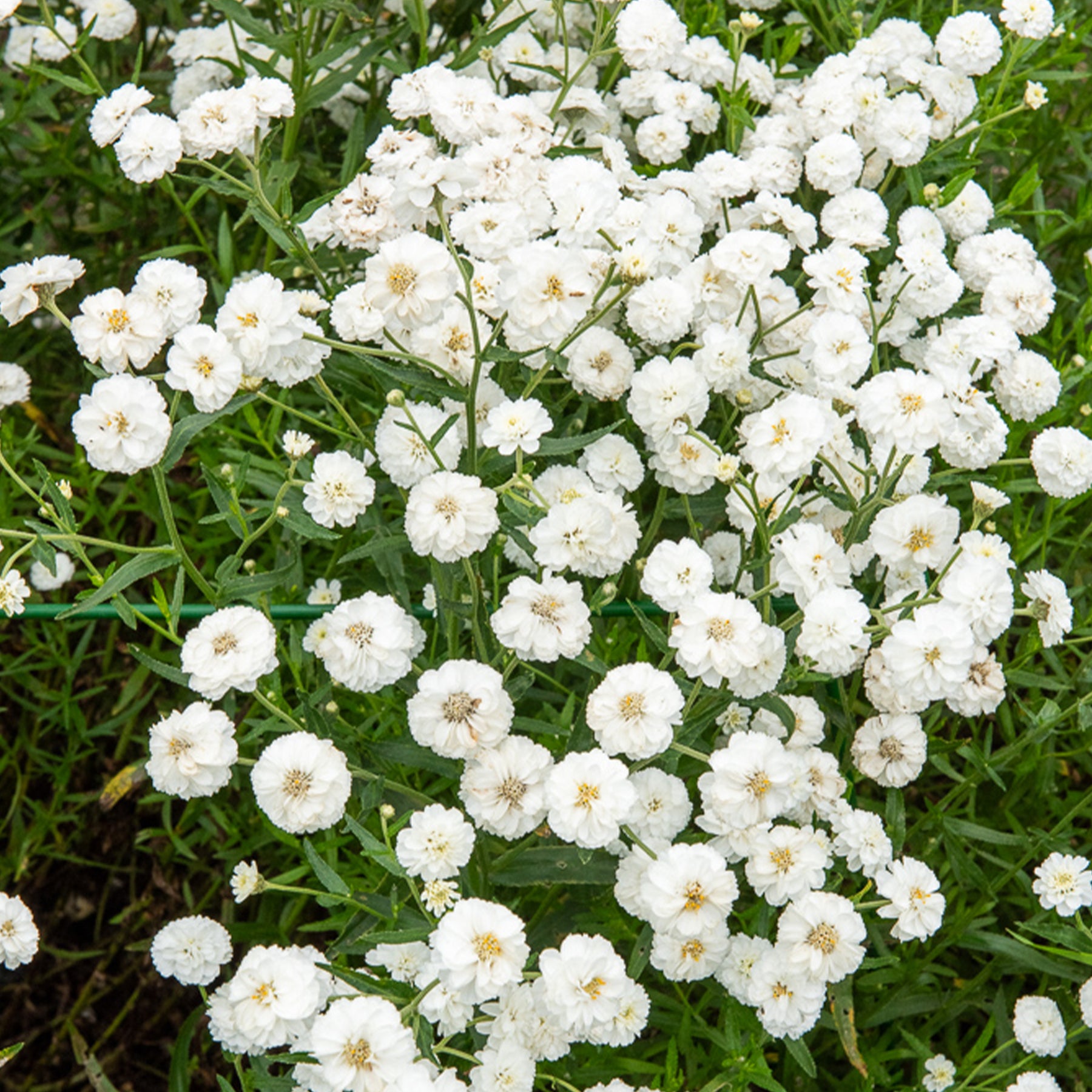 Achillée The Pearl - Achillea ptarmica the pearl - Willemse