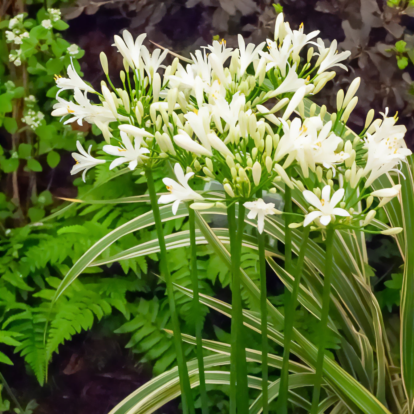 Agapanthus africanus albus - Agapanthe africaine blanche - Agapanthes