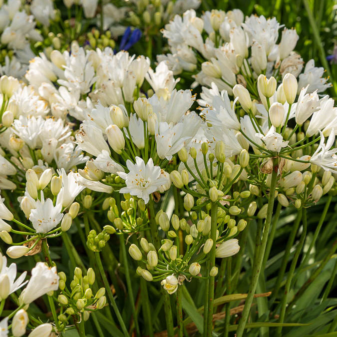 Agapanthus rfdd double diamond - Agapanthe Double Diamond - Agapanthes