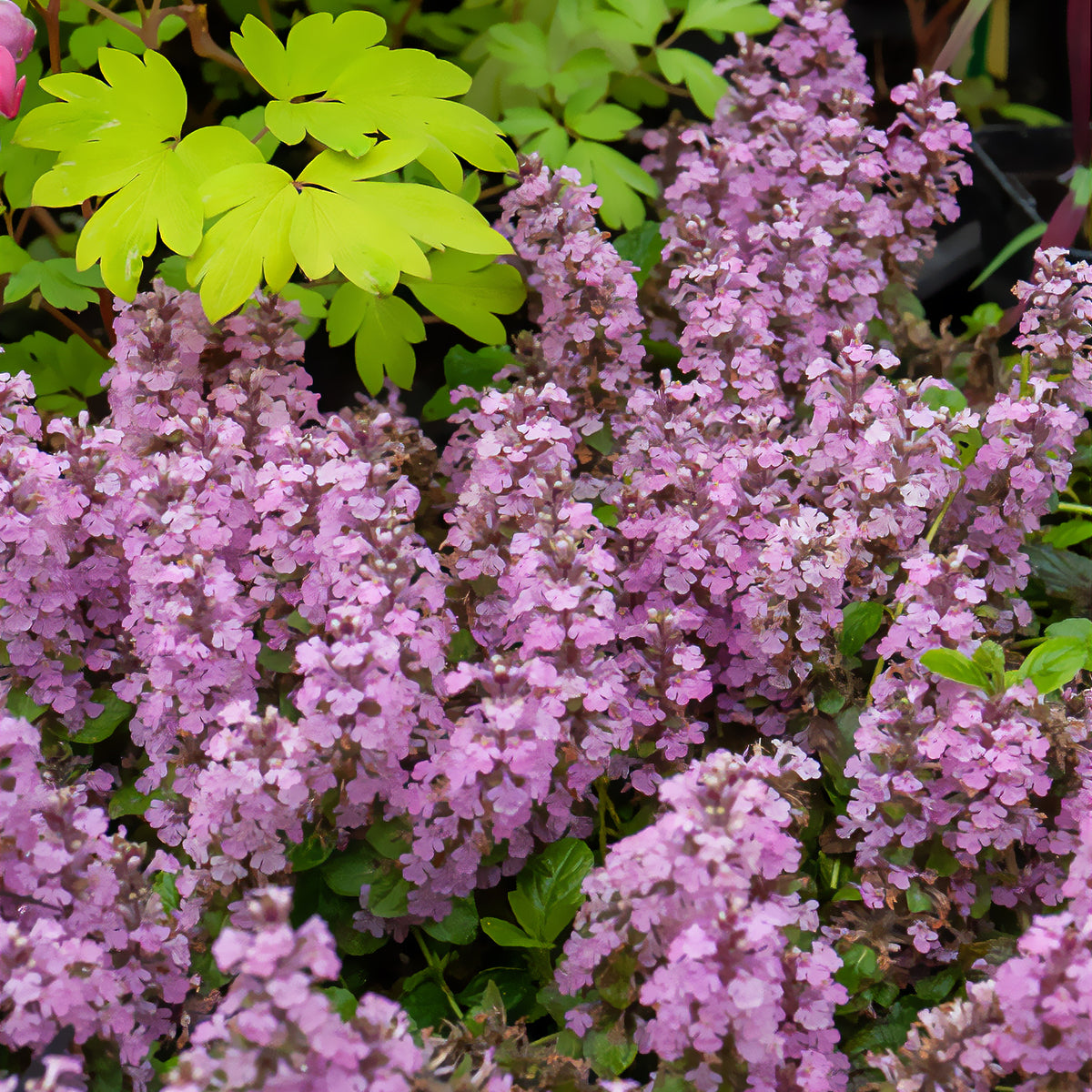 Bugle rampante Rosea - Ajuga reptans rosea - Willemse