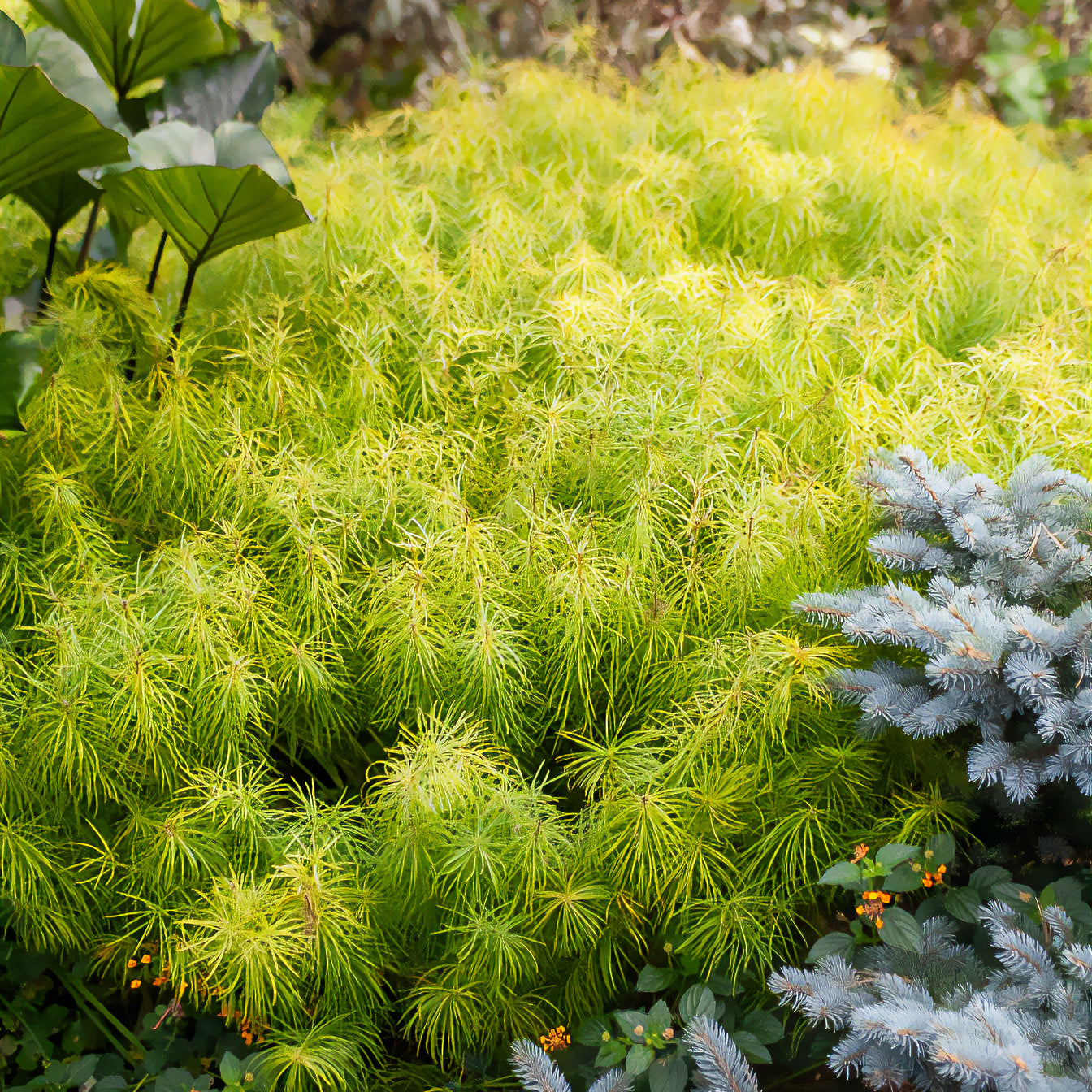 Amsonia hubrichtii - Amsonie hubrichtii - Amsonie