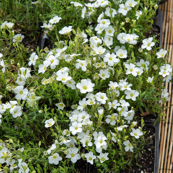 Sabline Mont Blanc - Arenaria montana mont blanc - Willemse