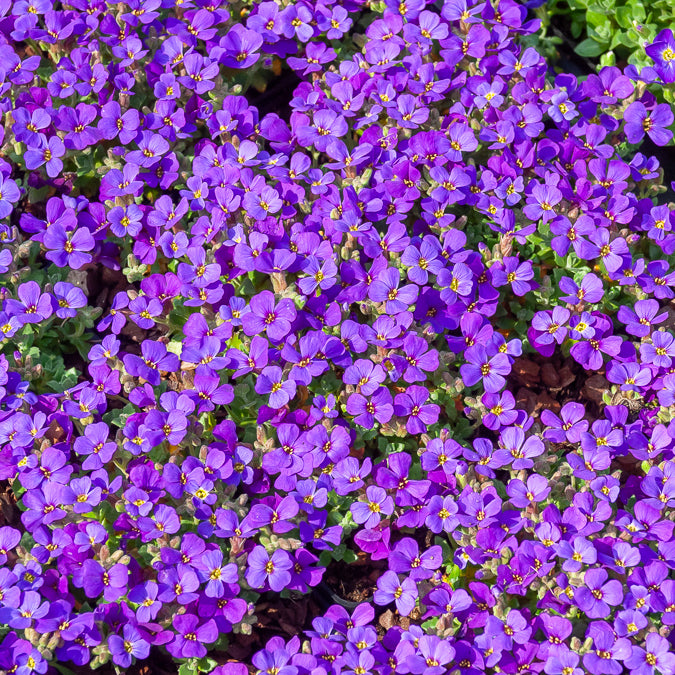 Aubriète Hamburger Stadtpark - Aubrieta Hamburger Stadtpark - Willemse