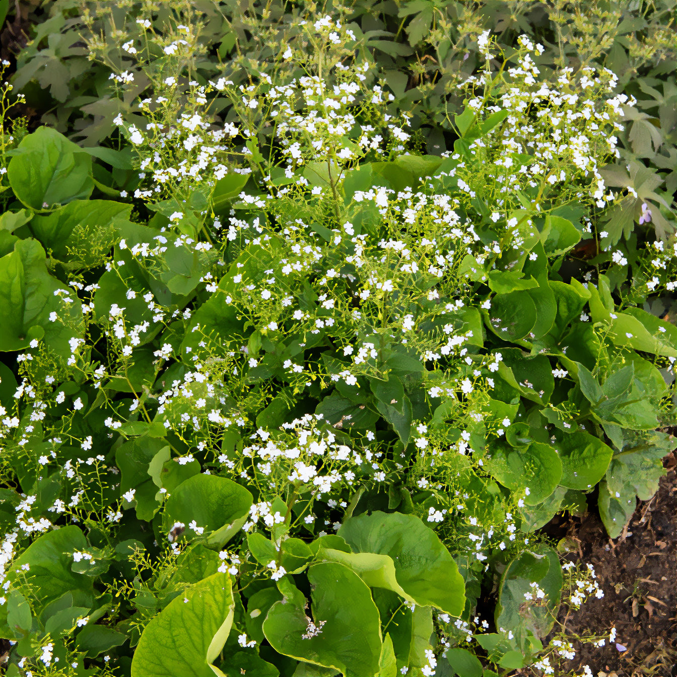 Vente Myosotis du Caucase Betty Bowring - Brunnera macrophylla Betty Bowring