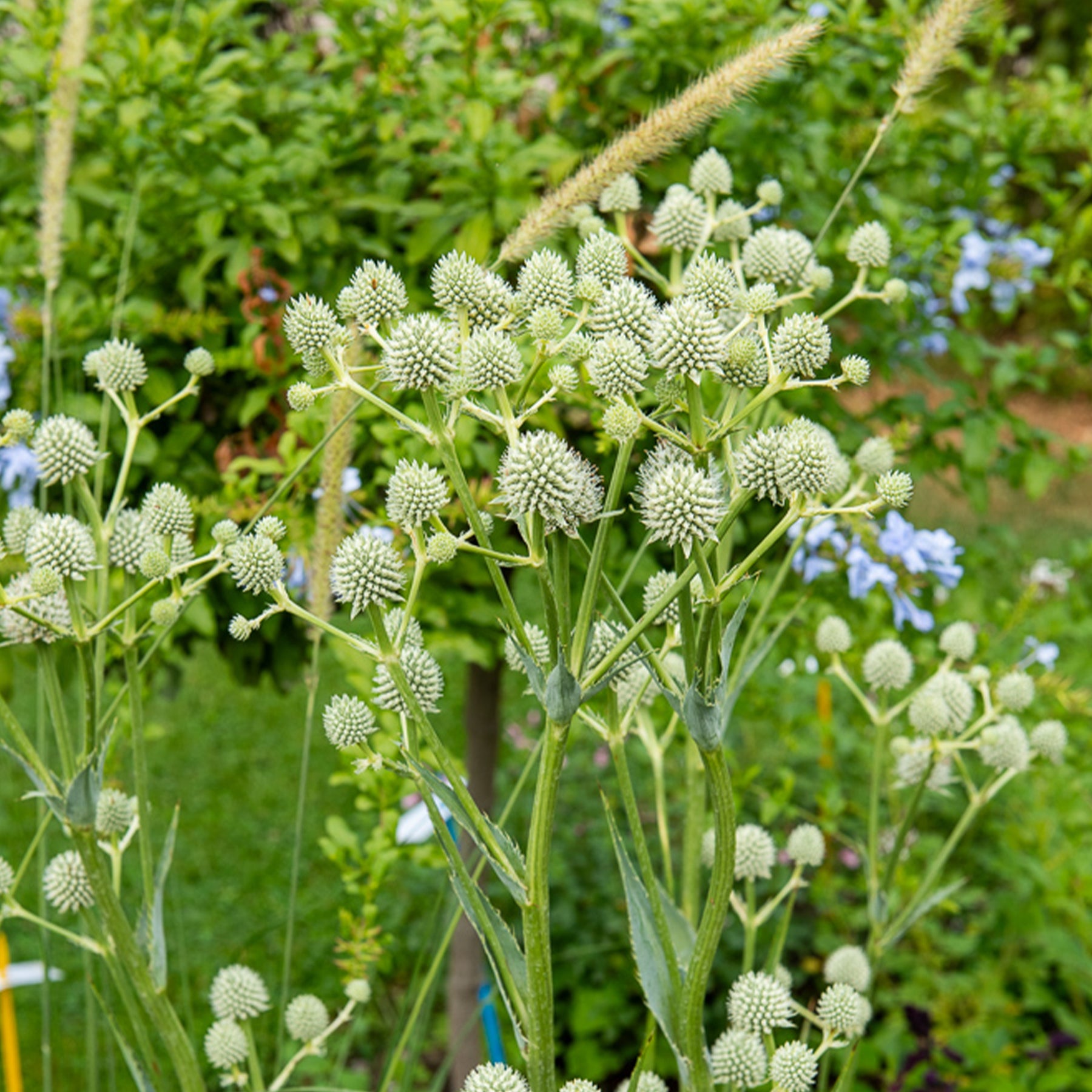Eryngium yuccifolium - Panicaut à feuilles de yucca - Panicaut